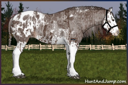 Horse Color:Liver Chestnut Sabino Splash Tobiano Appaloosa  and Liver Red Roan Sabino Splash Appaloosa Rabicano 