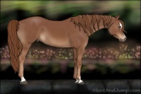 Horse Color:Chestnut Sabino 