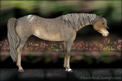 Horse Color:Chocolate Palomino Roan Appaloosa 