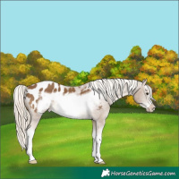 Horse Color:Chocolate Palomino Sabino Splash Frame Appaloosa 