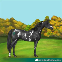 Horse Color:White Spotted Black Rabicano 