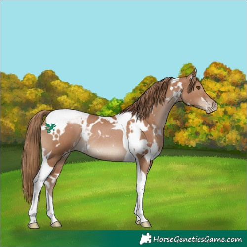 Horse Color:White Spotted Black Pearl Tobiano Rabicano 