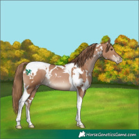 Horse Color:White Spotted Black Pearl Tobiano Rabicano 