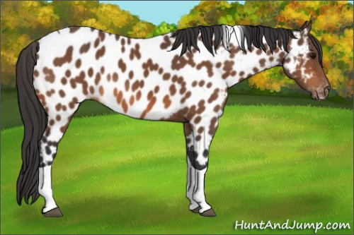Horse Color:Bay Tobiano Appaloosa Rabicano 