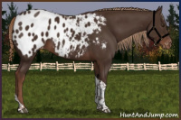 Horse Color:Liver Chestnut Tobiano Appaloosa 