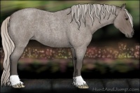 Horse Color:Silver Blue Roan