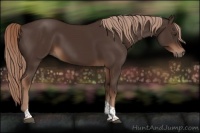 Horse Color:Liver Chestnut Tobiano 