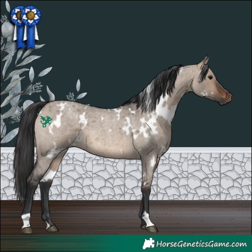 Horse Color:White Spotted Brown Roan Dun