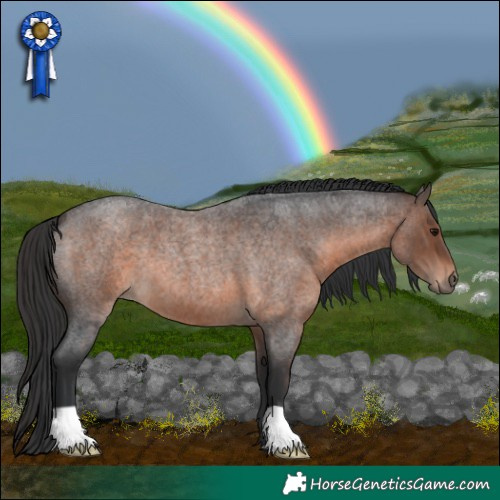 Horse Color:Brown Roan