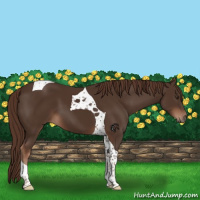 Horse Color:Liver Chestnut Tobiano 