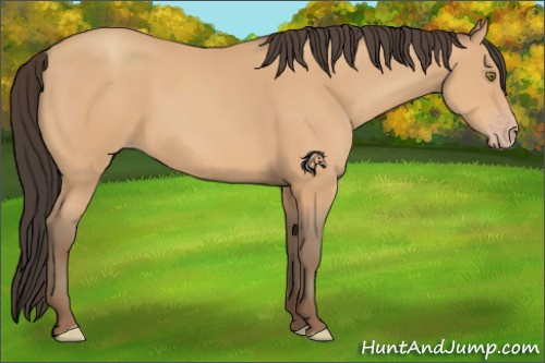 Horse Color:Amber Champagne 