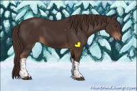 Horse Color:Liver Chestnut Tobiano