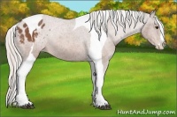 Horse Color:Silver Bay Roan Splash Tobiano Appaloosa Brindle