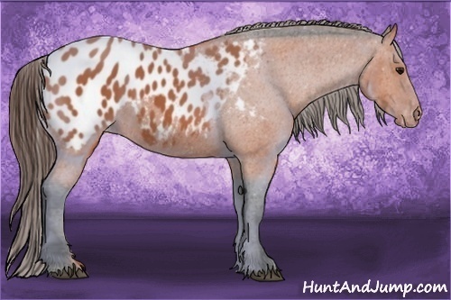 Horse Color:Bay Appaloosa 