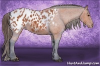 Horse Color:Bay Appaloosa 