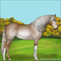Horse Color:Gray Palomino 