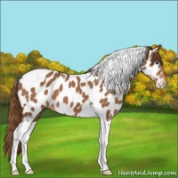 Horse Color:Chestnut Tobiano Near Leopard 