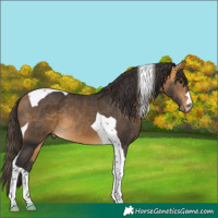 Horse Color:Buckskin Tobiano 
