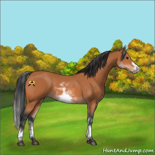 Horse Color:White Spotted Bay Sabino Frame