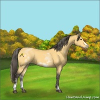 Horse Color:White Spotted Buckskin Sabino Frame 