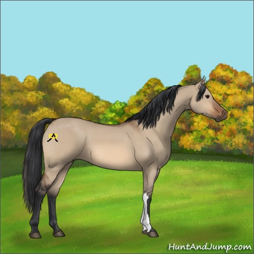 Horse Color:Unknown 