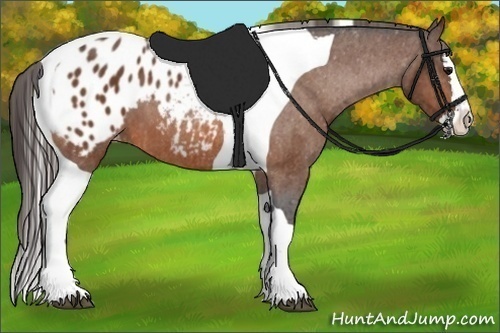 Horse Color:Bay Splash Tobiano Appaloosa  Brindle
