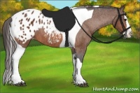 Horse Color:Bay Splash Tobiano Blanket  Brindle