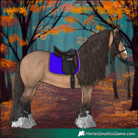 Horse Color:Bay Dun 