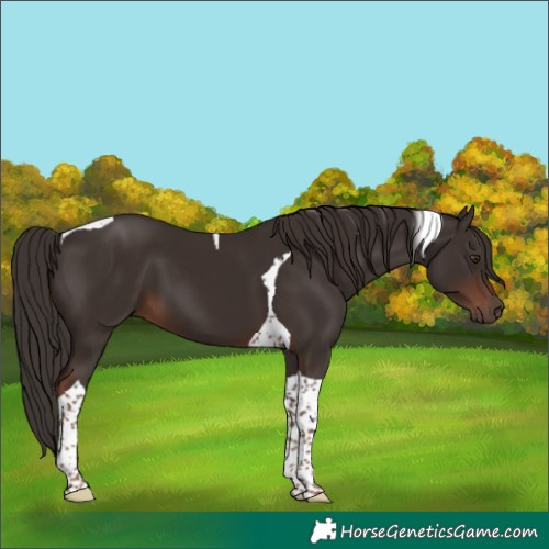 Horse Color:Liver Chestnut Tobiano 