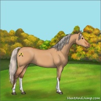 Horse Color:Silver Bay Dun 