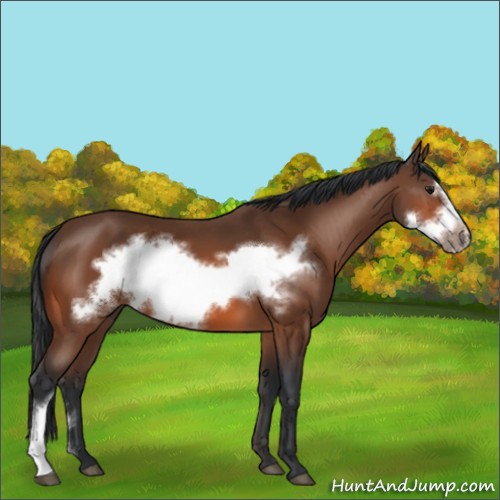 Horse Color:Bay Frame 