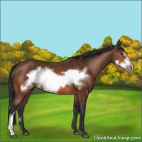 Horse Color:Bay Frame 
