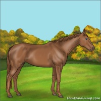 Horse Color:Chestnut Frame 