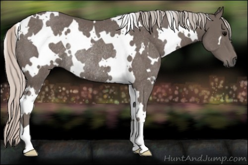 Horse Color:White Spotted Silver Black Rabicano 