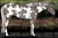 Horse Color:White Spotted Silver Black Rabicano