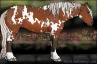 Horse Color:White Spotted Silver Bay 