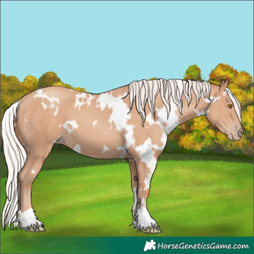 Horse Color:White Spotted Silver Classic Champagne