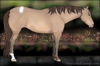 Horse Color:Sable Champagne Appaloosa 