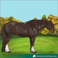 Horse Color:Liver Chestnut Tobiano 