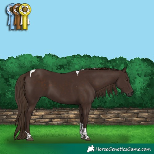 Horse Color:Liver Chestnut Tobiano 