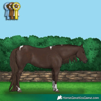 Horse Color:Liver Chestnut Tobiano 