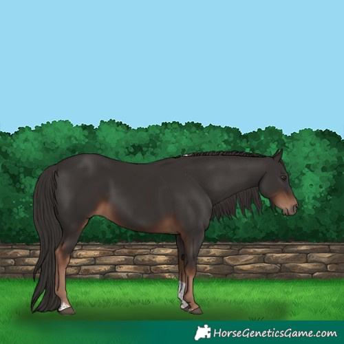 Horse Color:Liver Chestnut Tobiano 