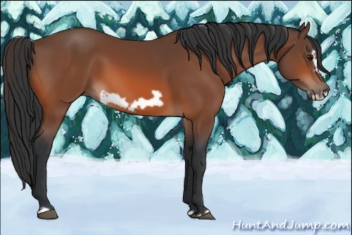 Horse Color:Bay Frame 