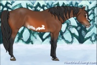 Horse Color:Bay Frame 