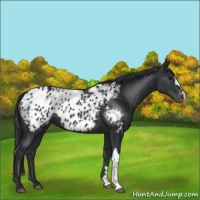 Horse Color:Black Appaloosa 