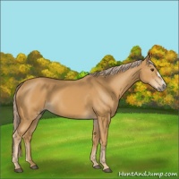Horse Color:Palomino 