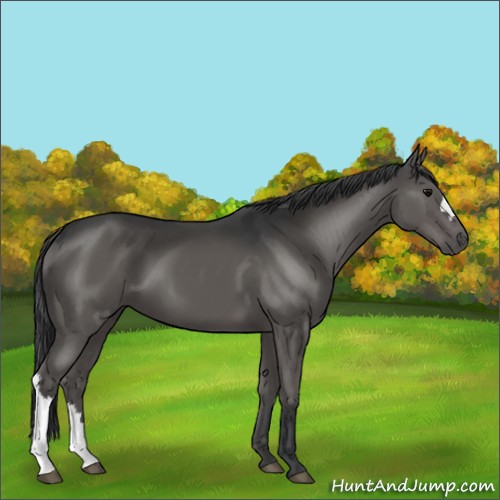 Horse Color:Black 