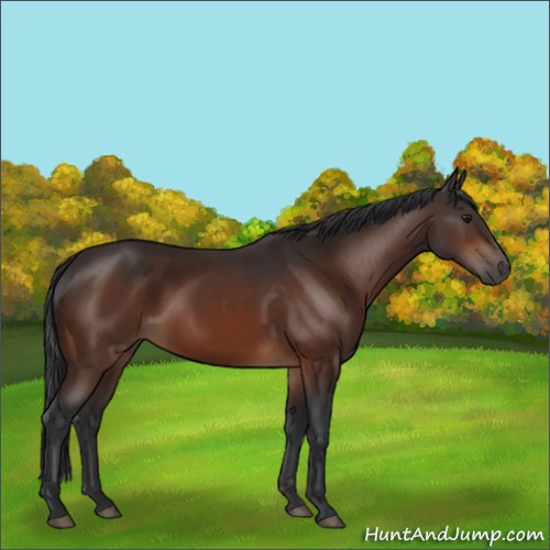 Horse Color:Brown 