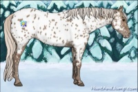Horse Color:Silver Grullo Appaloosa 