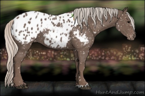 Horse Color:Silver Black Appaloosa